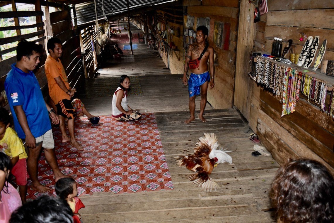 cockfight iban borneo