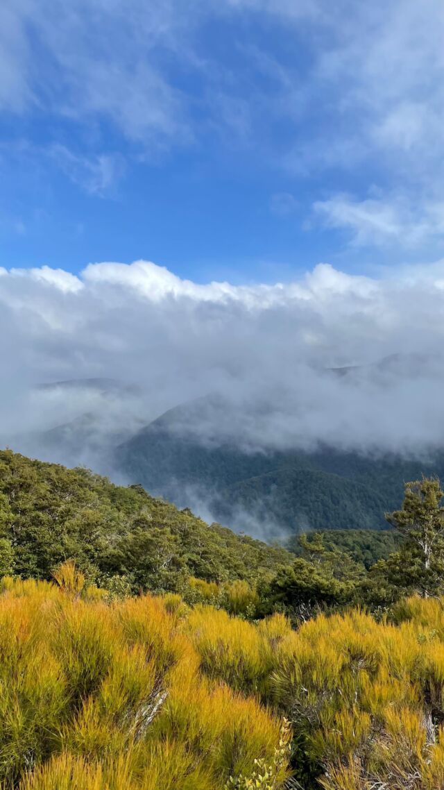 Tramping in the NZ backcountry. Blowing away the blues 💙 In from Kaitoke to Tutuwai Hut where we met a friend who offered to drive us out from Waiohine Gorge so we could make it a loop. Absolutely stunning at the top of the Tararua Ranges. 🌝 Bliss
